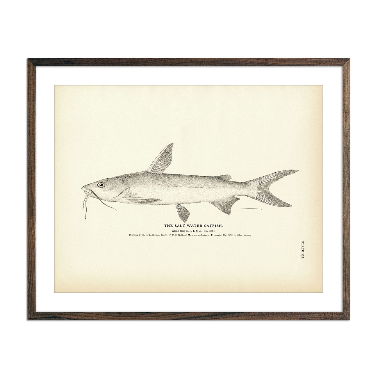 Vintage Salt-Water Catfish print