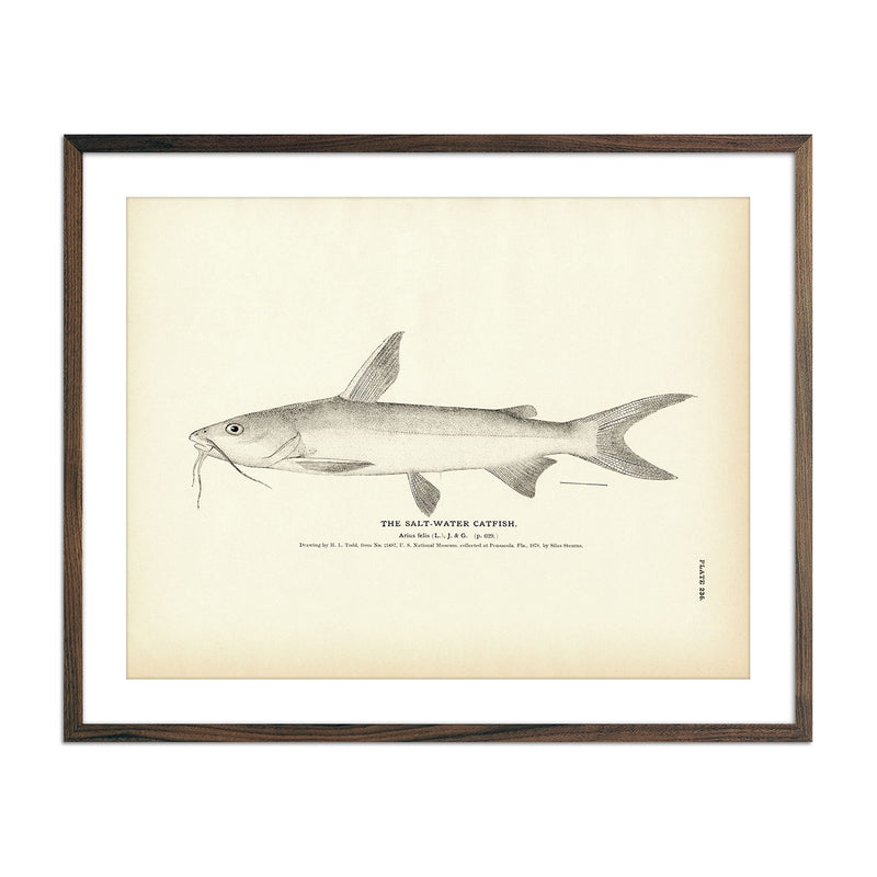 Salt - Water Catfish Art Print - Muir Way - Fisheries