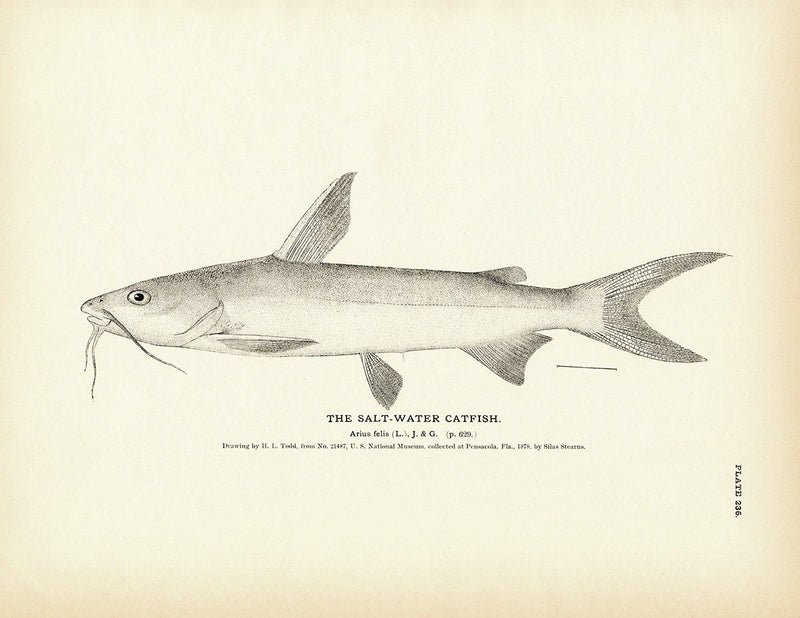 Salt - Water Catfish Art Print - Muir Way - Fisheries