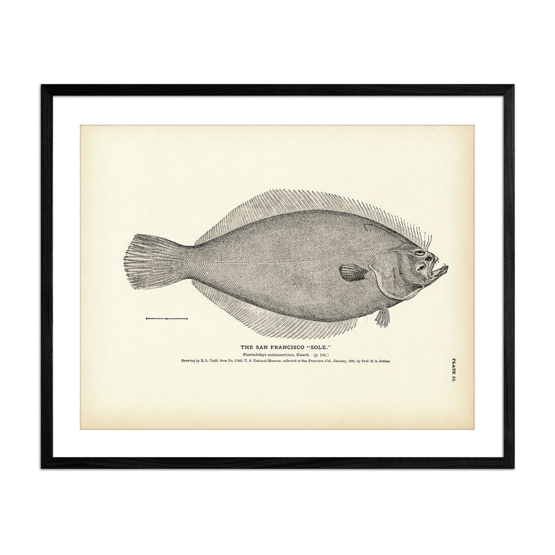 San Francisco "Sole" Art Print - Muir Way - Fisheries
