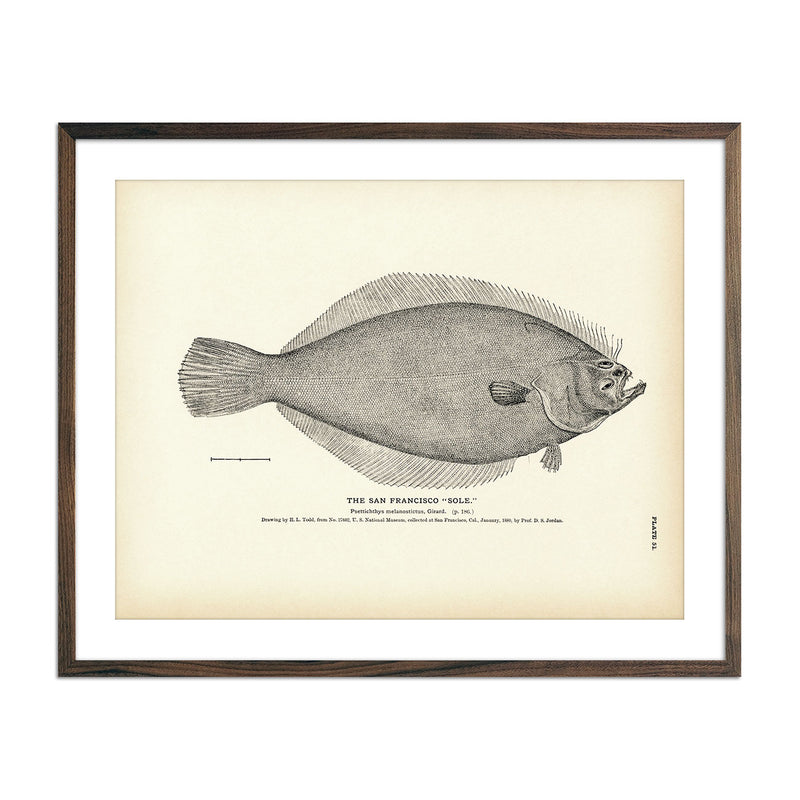 San Francisco "Sole" Art Print - Muir Way - Fisheries