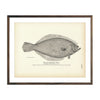 Vintage San Francisco "Sole" fish print