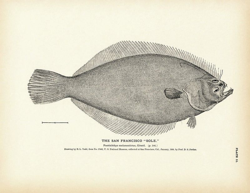 San Francisco "Sole" Art Print - Muir Way - Fisheries
