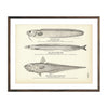 Vintage Sand Cusk, Lant and Onion Fish print