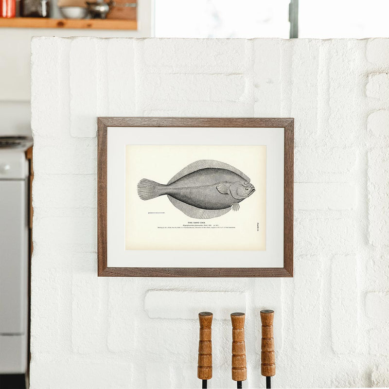 Sand Dab Art Print - Muir Way - Fisheries