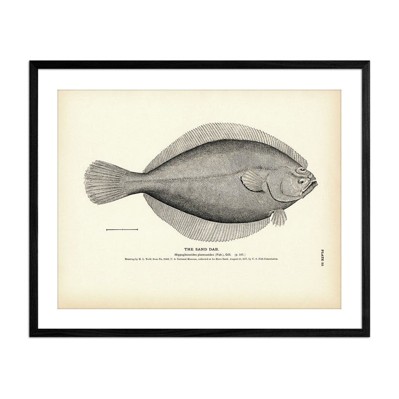 Sand Dab Art Print - Muir Way - Fisheries