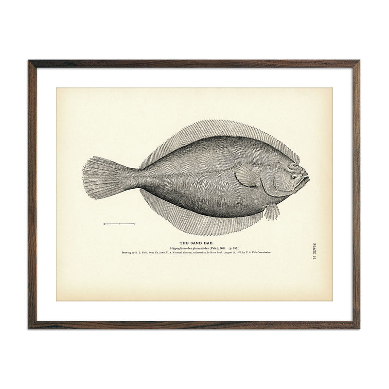 Sand Dab Art Print - Muir Way - Fisheries