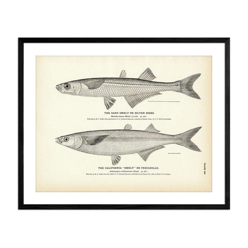 Sand Smelt (Silver Sides) and California "Smelt" (Pescadillo) Art Print - Muir Way - Fisheries