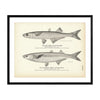 Sand Smelt (Silver Sides) and California "Smelt" (Pescadillo) Art Print