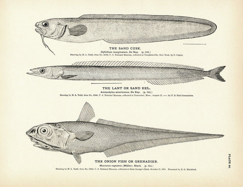 Sand Cusk, Lant (Sand Eel), and Onion Fish (Grenadier) Art Print - Muir Way - Fisheries