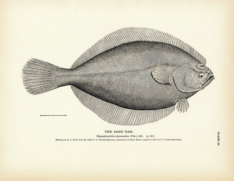 Sand Dab Art Print - Muir Way - Fisheries