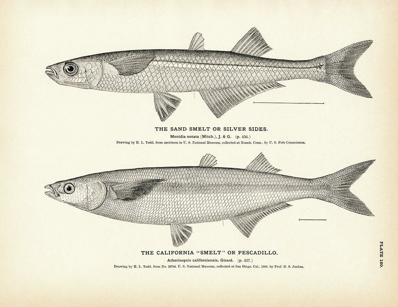 Sand Smelt (Silver Sides) and California "Smelt" (Pescadillo) Art Print - Muir Way - Fisheries