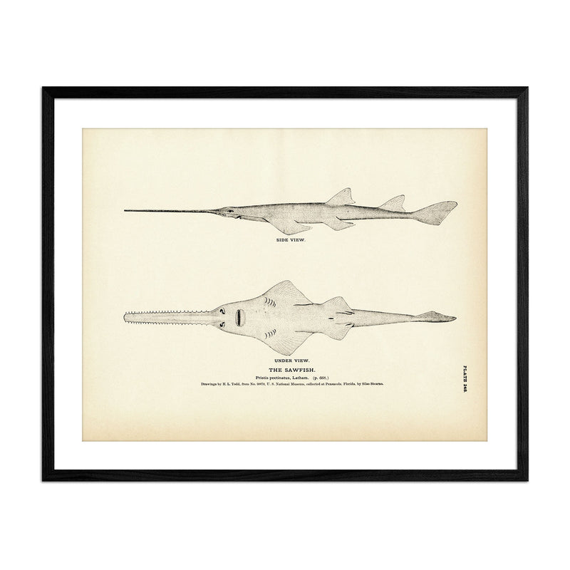 Sawfish Art Print - Muir Way - Fisheries