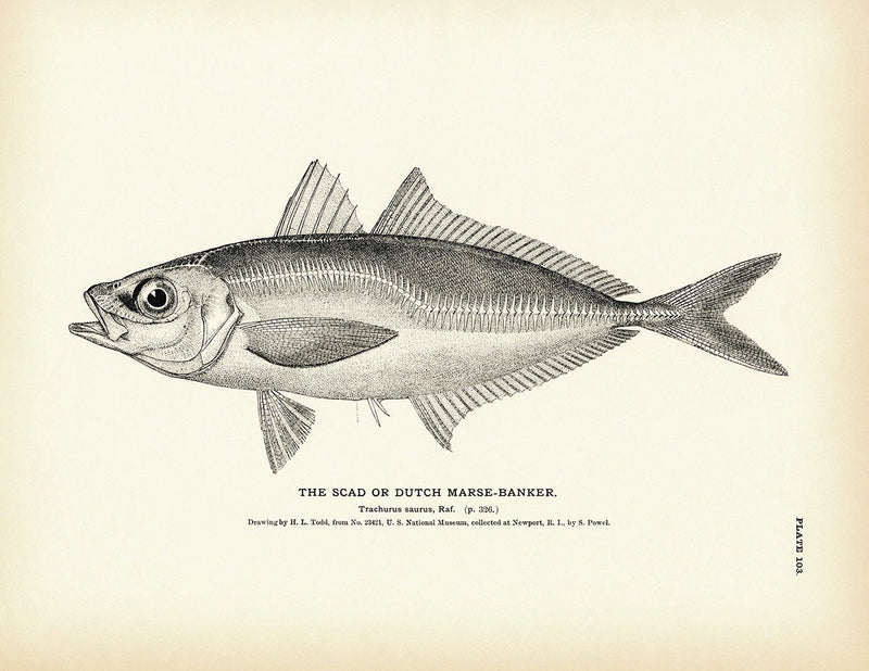 Scad (Dutch Marse - Banker) Art Print - Muir Way - Fisheries