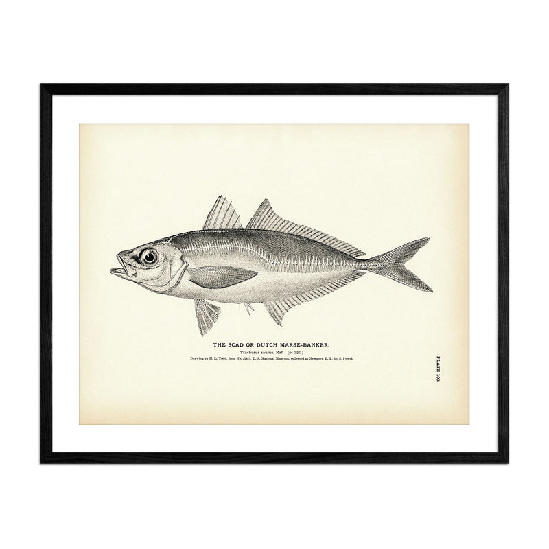 Scad (Dutch Marse - Banker) Art Print - Muir Way - Fisheries