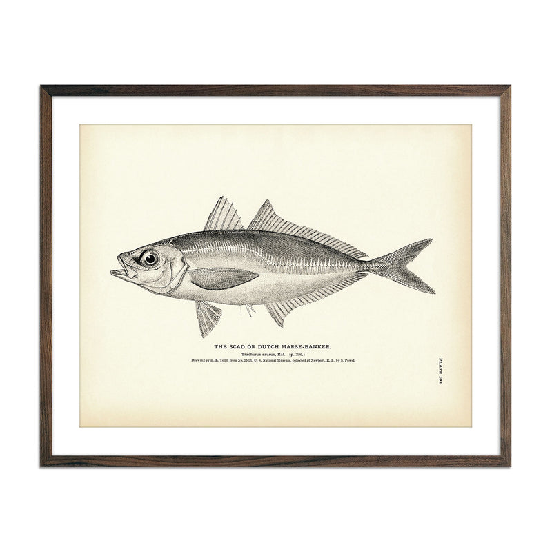 Scad (Dutch Marse - Banker) Art Print - Muir Way - Fisheries