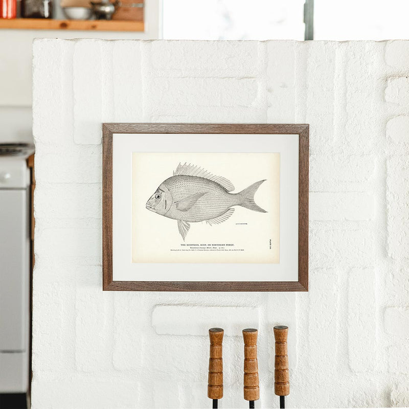 Scuppaug (Scup) (Northern Porgy) Art Print - Muir Way - Fisheries