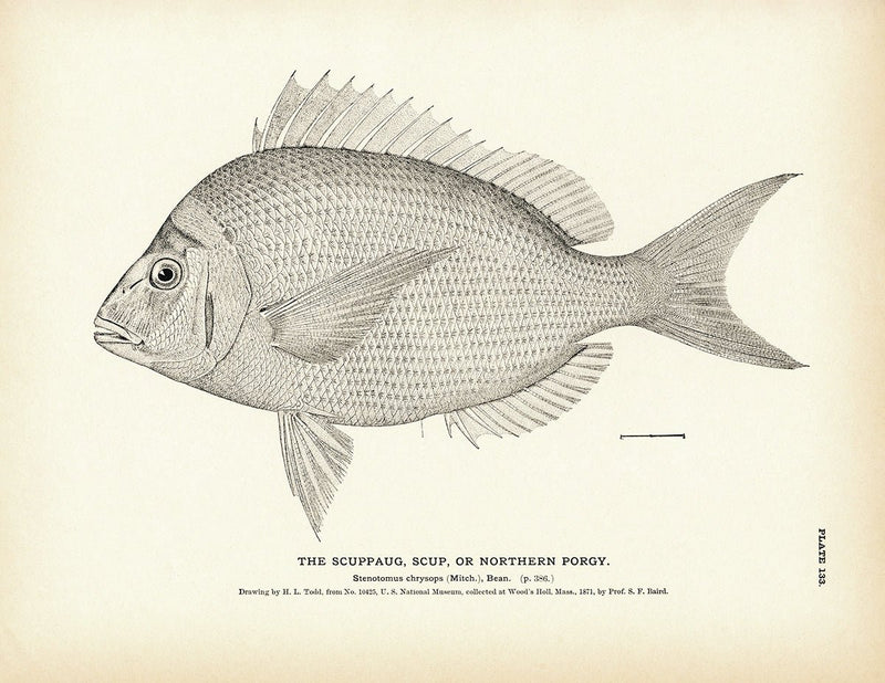 Scuppaug (Scup) (Northern Porgy) Art Print - Muir Way - Fisheries