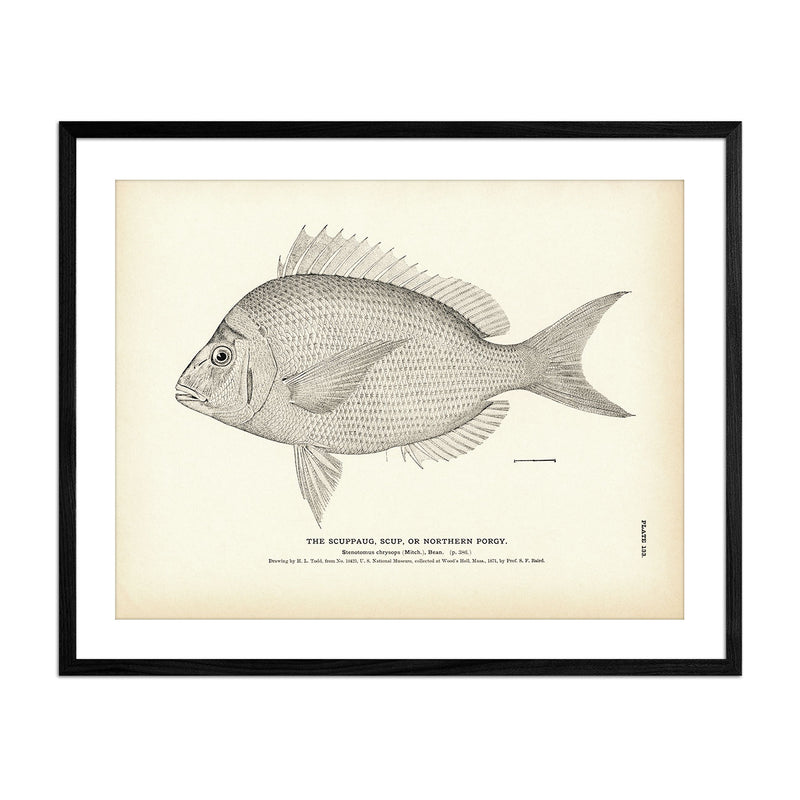 Scuppaug (Scup) (Northern Porgy) Art Print - Muir Way - Fisheries