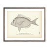 Vintage Scuppaug fish print