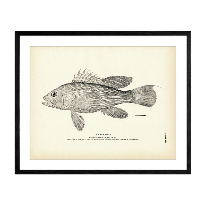Vintage Sea Bass fish print