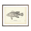 Vintage Sea Bass fish print
