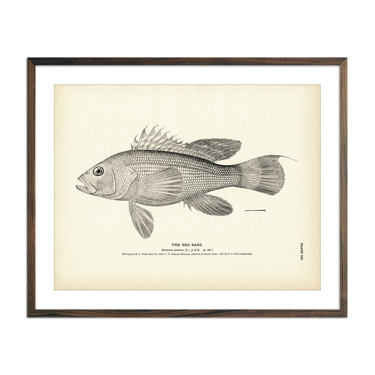 Vintage Sea Bass fish print