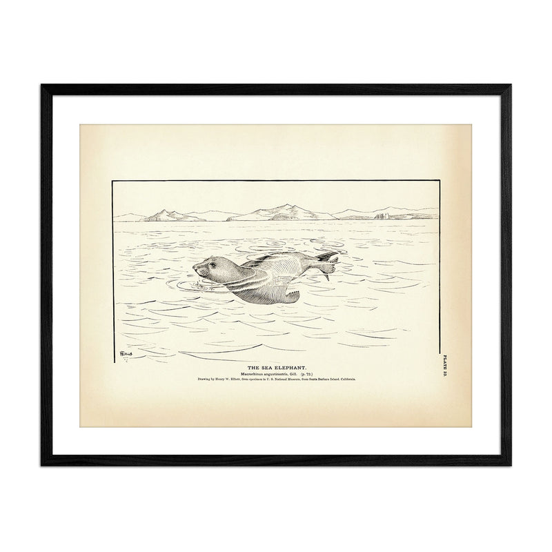 Sea Elephant Art Print - Muir Way - Fisheries