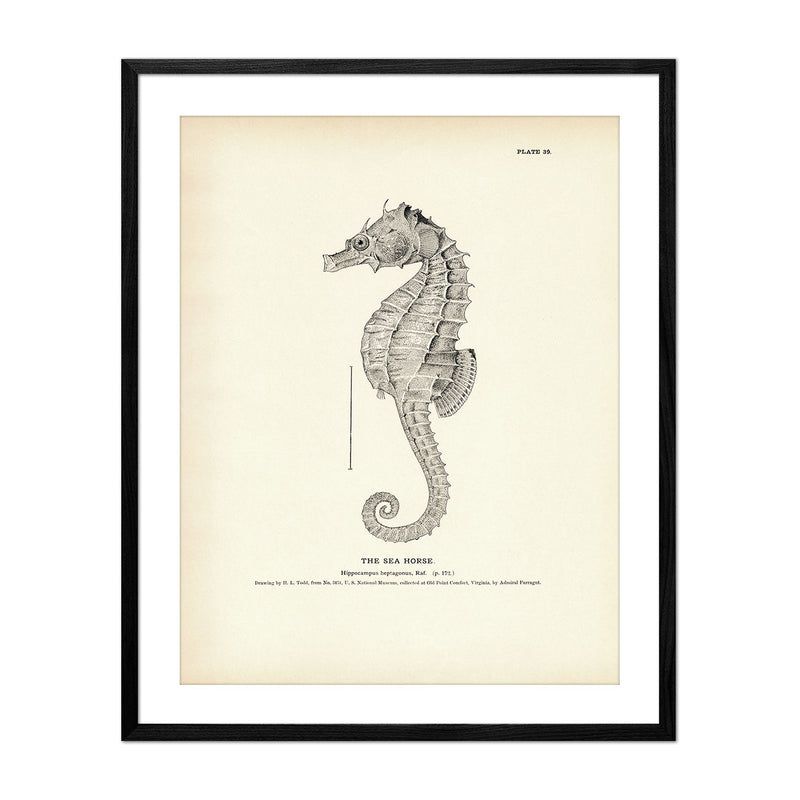 Sea Horse Art Print - Muir Way - Fisheries