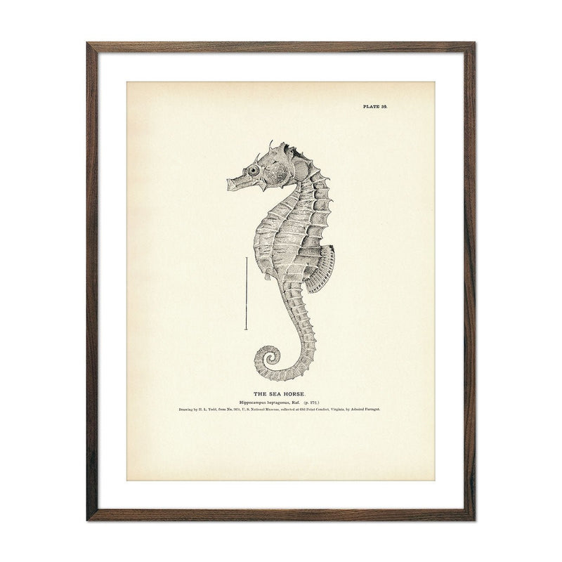 Sea Horse Art Print - Muir Way - Fisheries