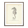Vintage Sea Horse fish print