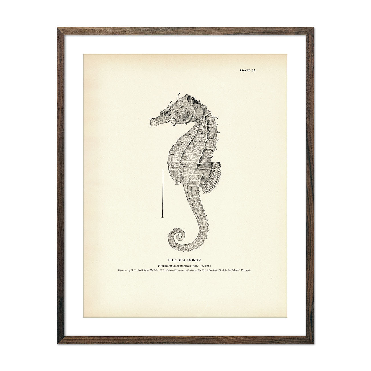 Vintage Sea Horse fish print