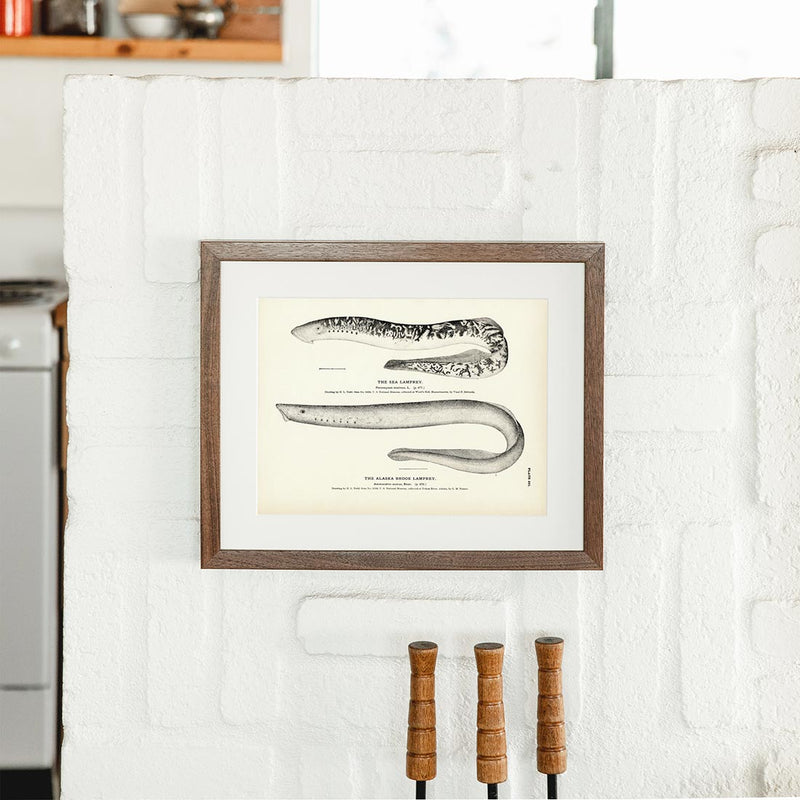 Sea Lamprey and Alaska Brook Lamprey Art Print - Muir Way - Fisheries