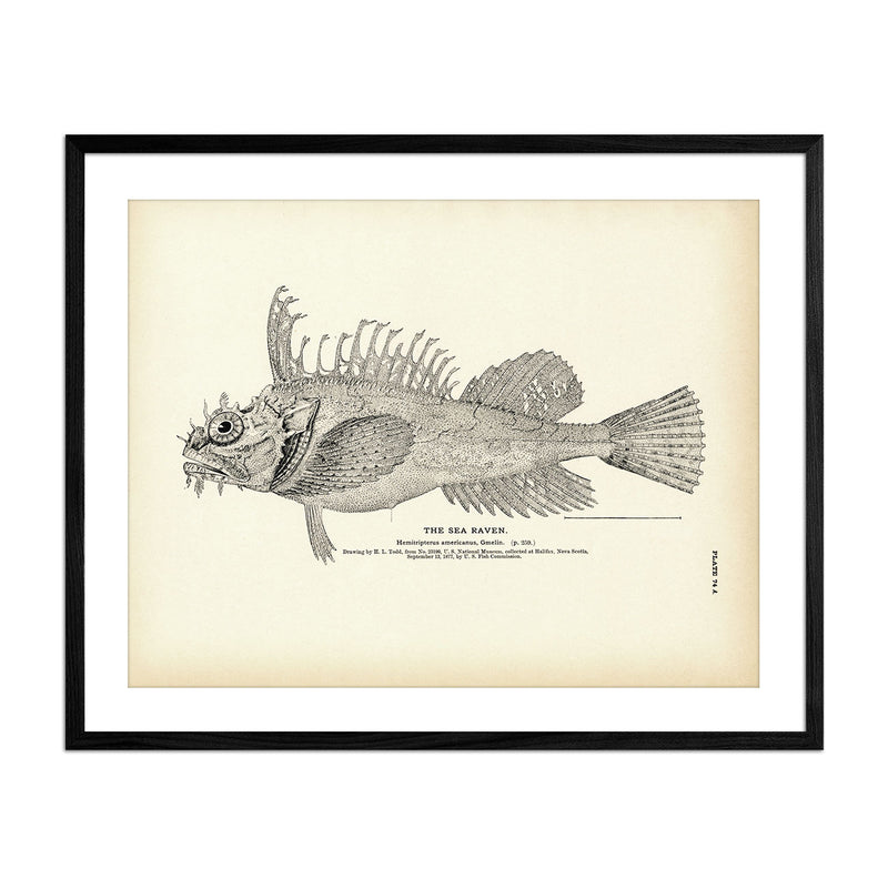 Sea Raven Art Print - Muir Way - Fisheries