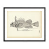Sea Raven Art Print