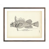 Vintage Sea Raven fish print