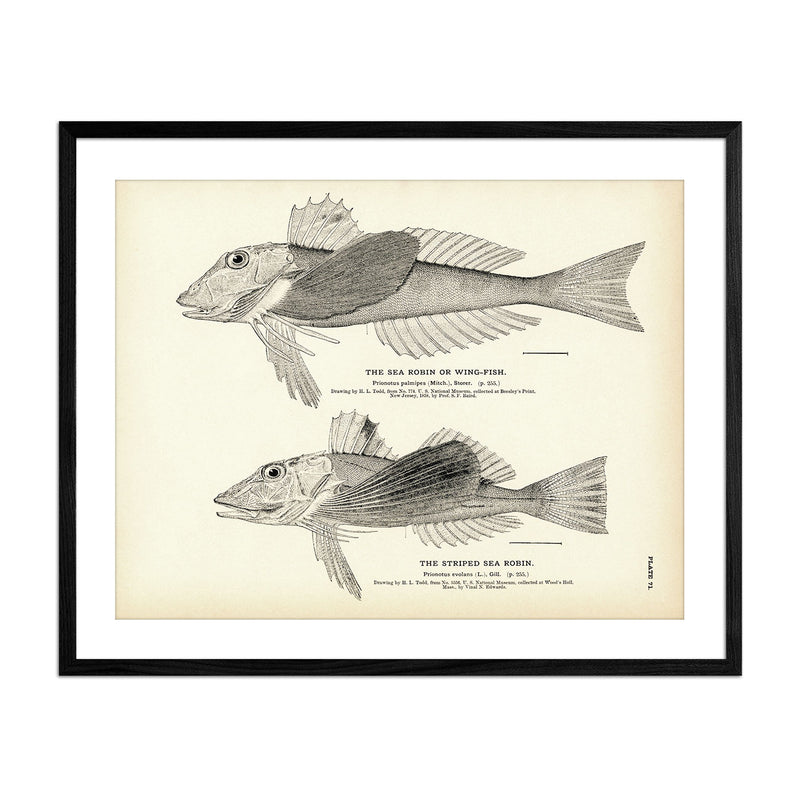 Sea Robin (Wing - Fish) and Striped Sea Robin Art Print - Muir Way - Fisheries