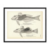 Sea Robin (Wing-Fish) and Striped Sea Robin Art Print
