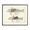 Vintage Sea and Striped Sea Robin fish print