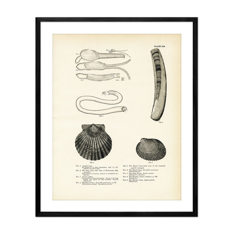 Sea Snails, Periwinkles, Drills, and Borers - Set 2 Art Print - Muir Way - Fisheries