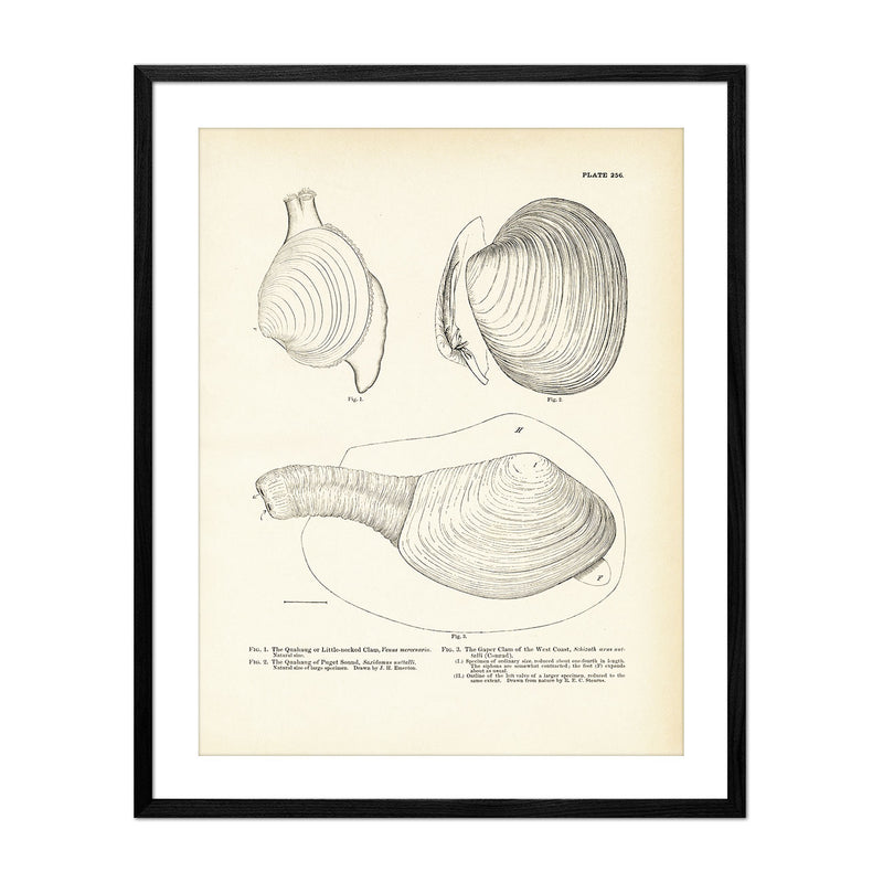 Sea Snails, Periwinkles, Drills, and Borers - Set 3 Art Print - Muir Way - Fisheries