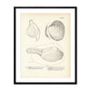 Sea Snails, Periwinkles, Drills, and Borers - Set 3 Art Print