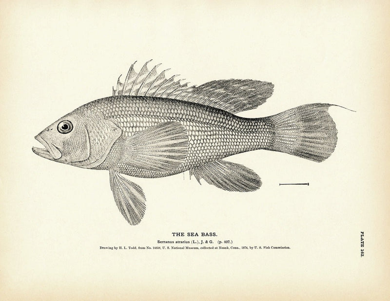 Sea Bass Art Print - Muir Way - Fisheries