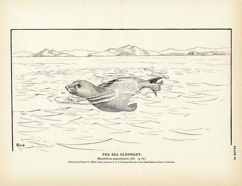 Sea Elephant Art Print - Muir Way - Fisheries