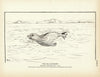Sea Elephant Art Print