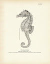 Sea Horse Art Print