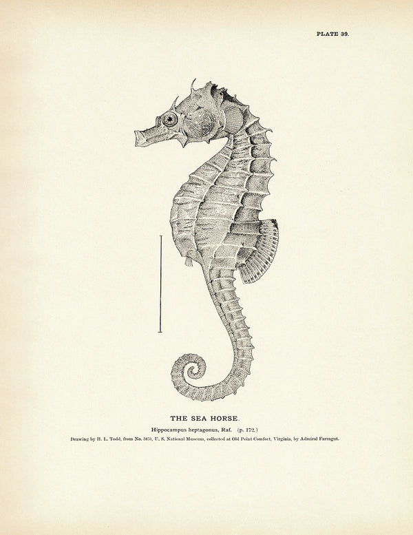 Sea Horse - 1884 Print | Muir Way