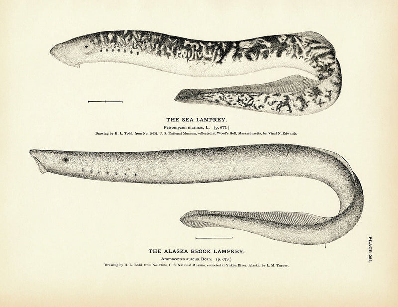 Sea Lamprey and Alaska Brook Lamprey Art Print - Muir Way - Fisheries