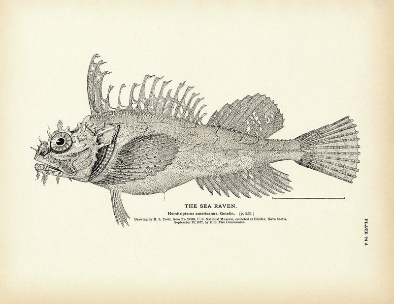 Sea Raven Art Print - Muir Way - Fisheries