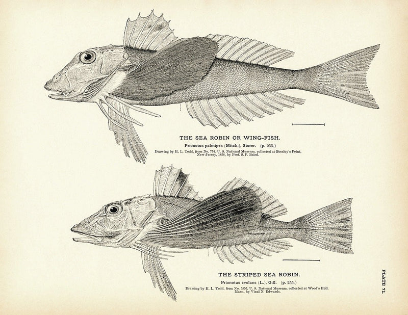 Sea Robin (Wing - Fish) and Striped Sea Robin Art Print - Muir Way - Fisheries